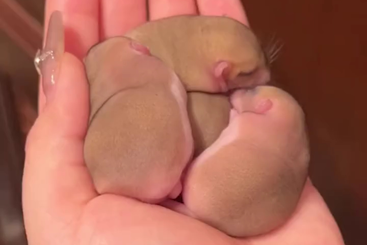 Chuột Đuôi Mập Mới Sinh Hệt Như Quả Kiwi
